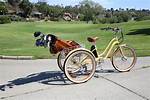 Will Medicare Pay for a Tricycle?