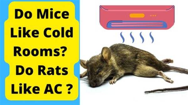 Will Mice Leave If Cold?