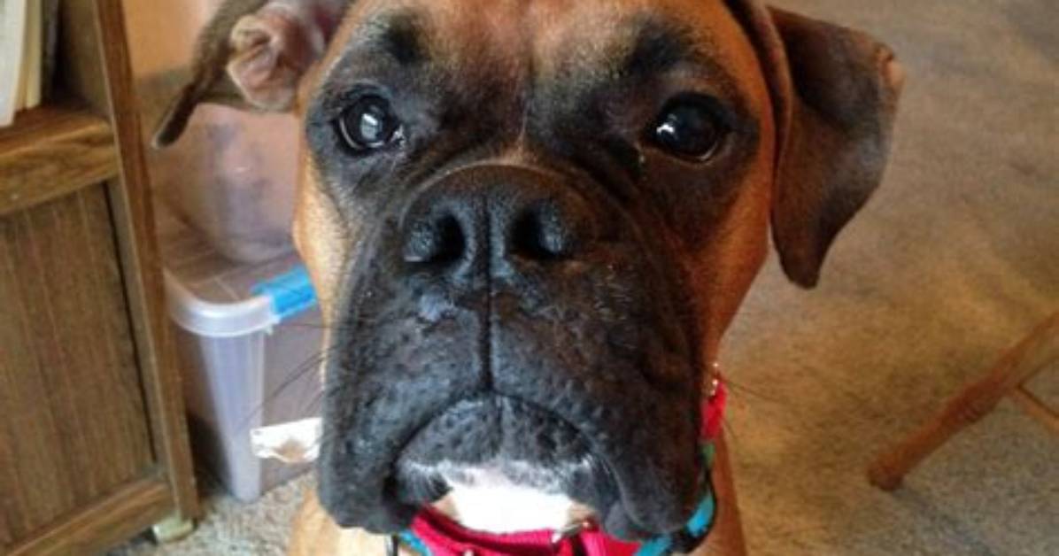 Will My Boxer Ever Calm Down?