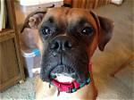 Will My Boxer Ever Calm Down?