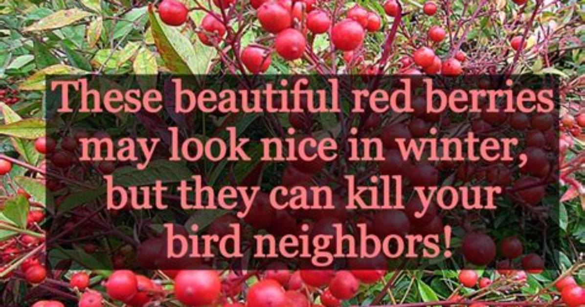 Will Nandina Berries Kill Birds?