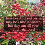 Will Nandina Berries Kill Birds?