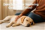 Will Neutering Calm a Dog Down?