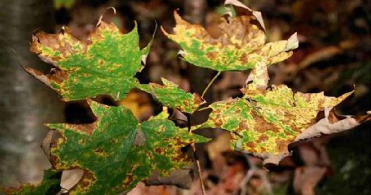 Will over Fertilization Kill a Tree?