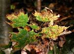 Will over Fertilization Kill a Tree?