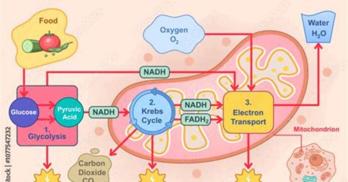 Will Respiration Produce Water?