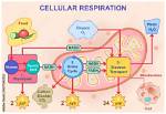 Will Respiration Produce Water?