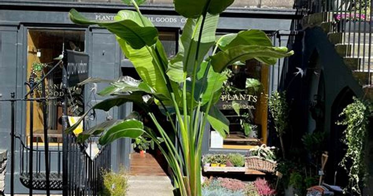 Will Strelitzia Nicolai Grow in Uk?
