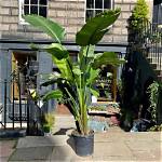 Will Strelitzia Nicolai Grow in Uk?