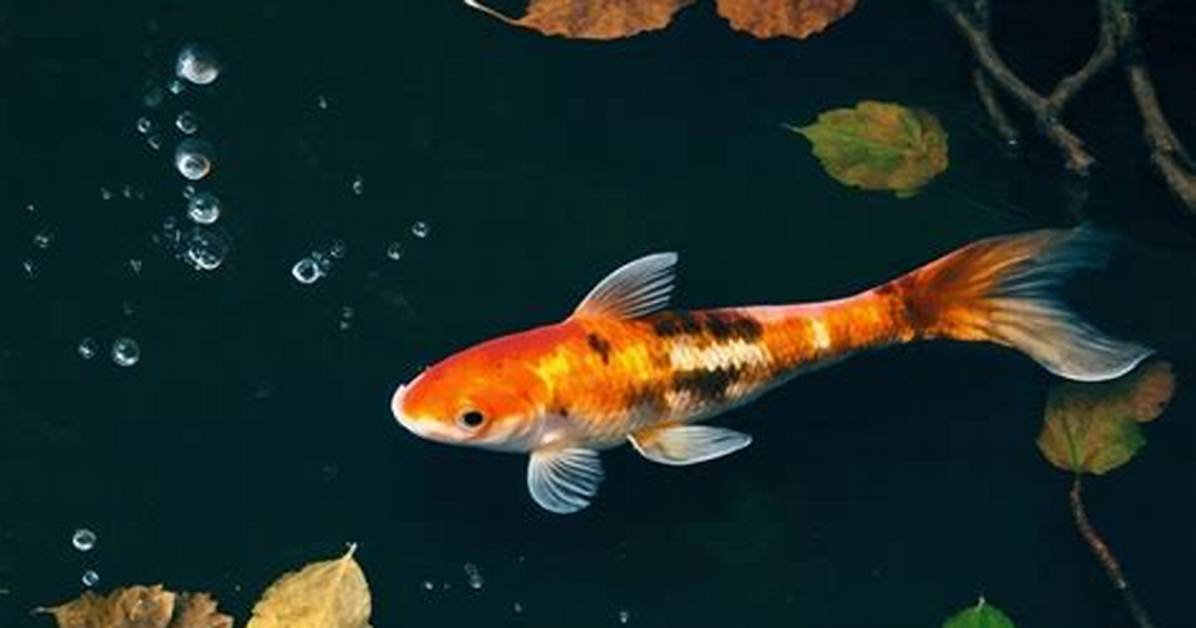 Will Tannins Harm My Fish?