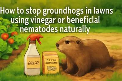 Will Vinegar Deter Groundhogs?