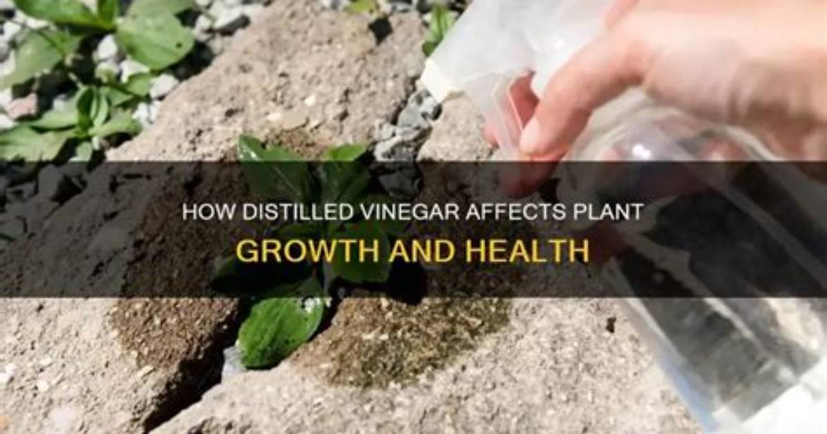Will Vinegar Harm