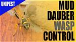 Will Wasp Spray Kill Dirt Daubers?