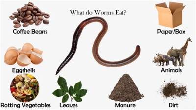 Will Worms Eat Banana Peels?