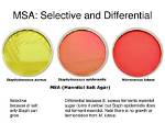 Would Msa Medium Still Be Selective and Differential for Staphylococcus Aureus If It Did Not Have Salt in It?