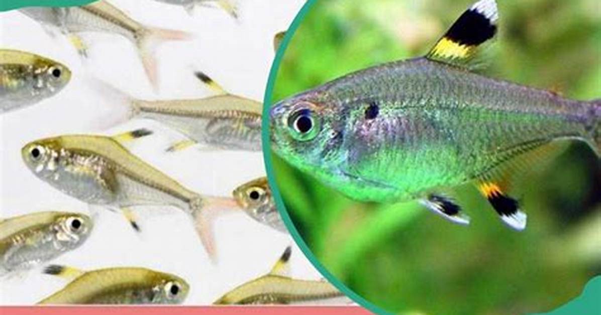X Ray Fish Facts Interesting Things You Should Know