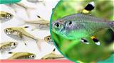 X-Ray Fish Facts: Interesting Things You Should Know About Them