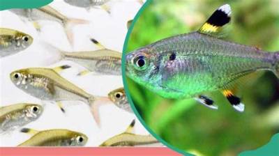 X-Ray Fish Facts: Interesting Things You Should Know About Them