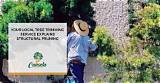 Your Local Asplin Tree Service: Professional Tree Care for a Vibrant Landscape