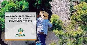 Your Local Asplin Tree Service: Professional Tree Care for a Vibrant Landscape