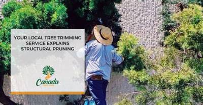 Your Local Asplin Tree Service: Professional Tree Care for a Vibrant Landscape