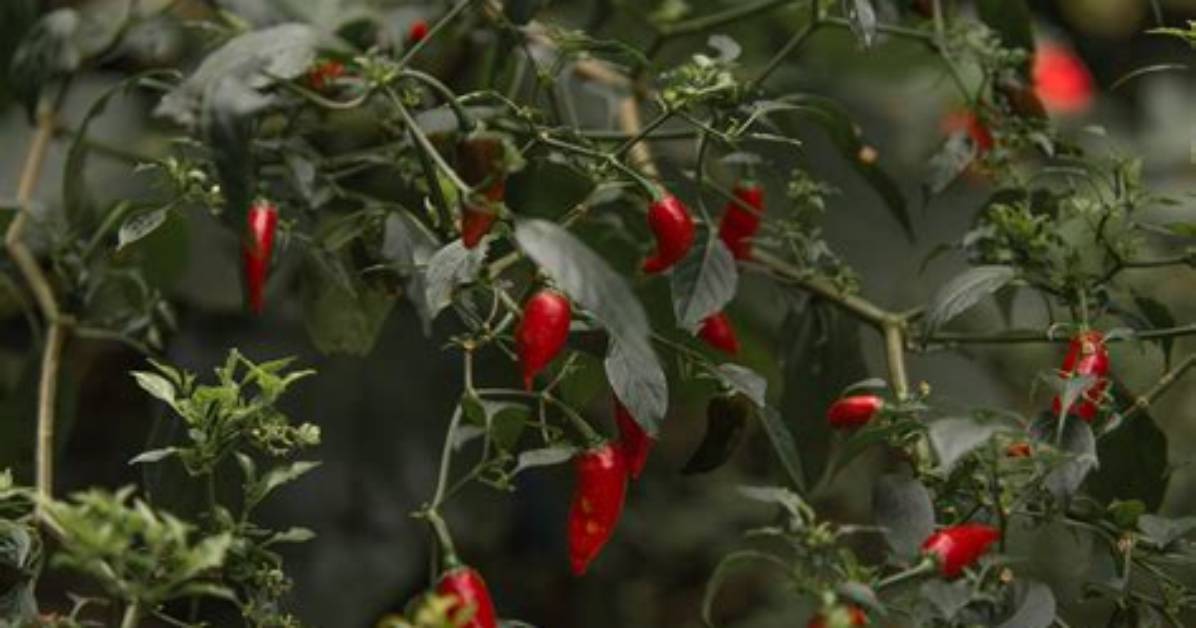 Zesty Helena Chili Peppers: Enhance Your Culinary Creations